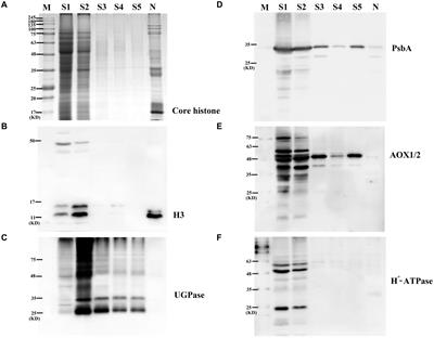 Label-Free Quantitative Proteome Analysis Reveals the Underlying Mechanisms of Grain Nuclear Proteins Involved in Wheat Water-Deficit Response